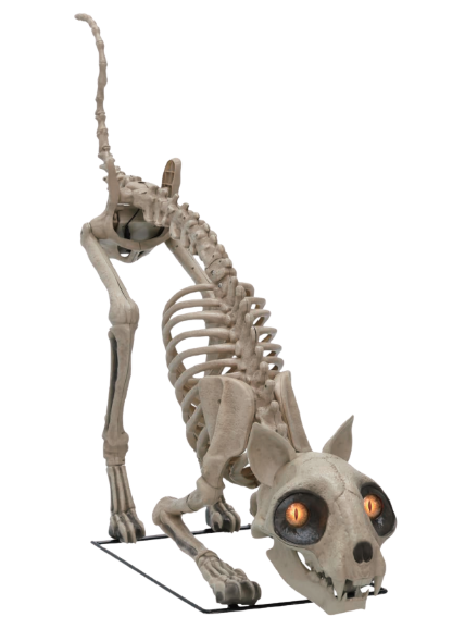 cat.png